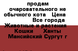 продам очаровательного не обычного кота › Цена ­ 7 000 000 - Все города Животные и растения » Кошки   . Ханты-Мансийский,Сургут г.